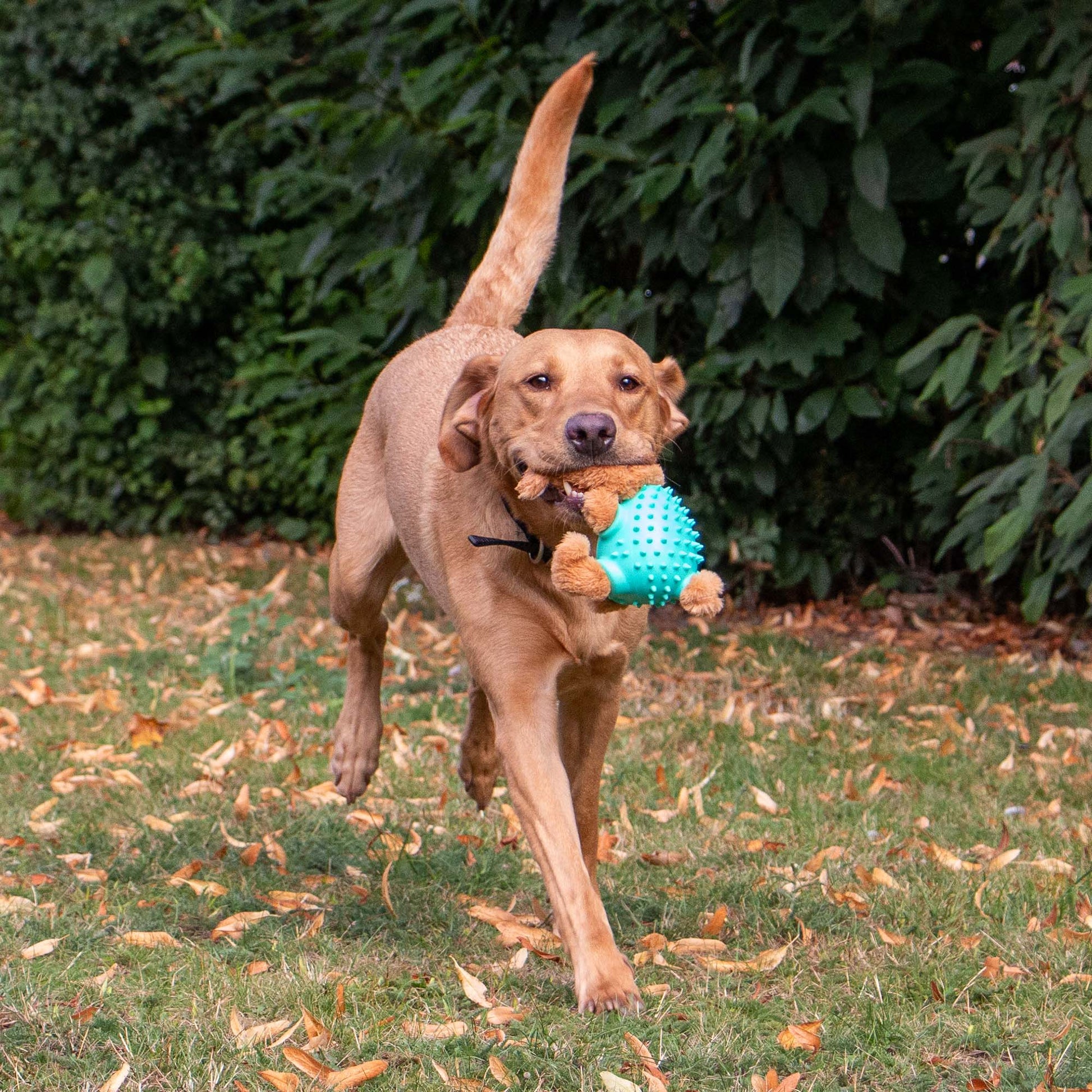 Golden dog running outside carrying Ancol Örva Cuddle Ball Belly Rabbit toy