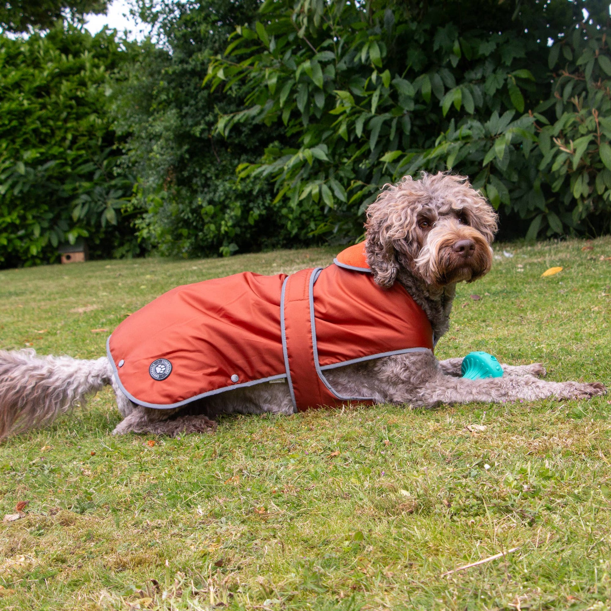 Dog wearing Ancol Stormguard terracotta coat walking outdoors in wet weather