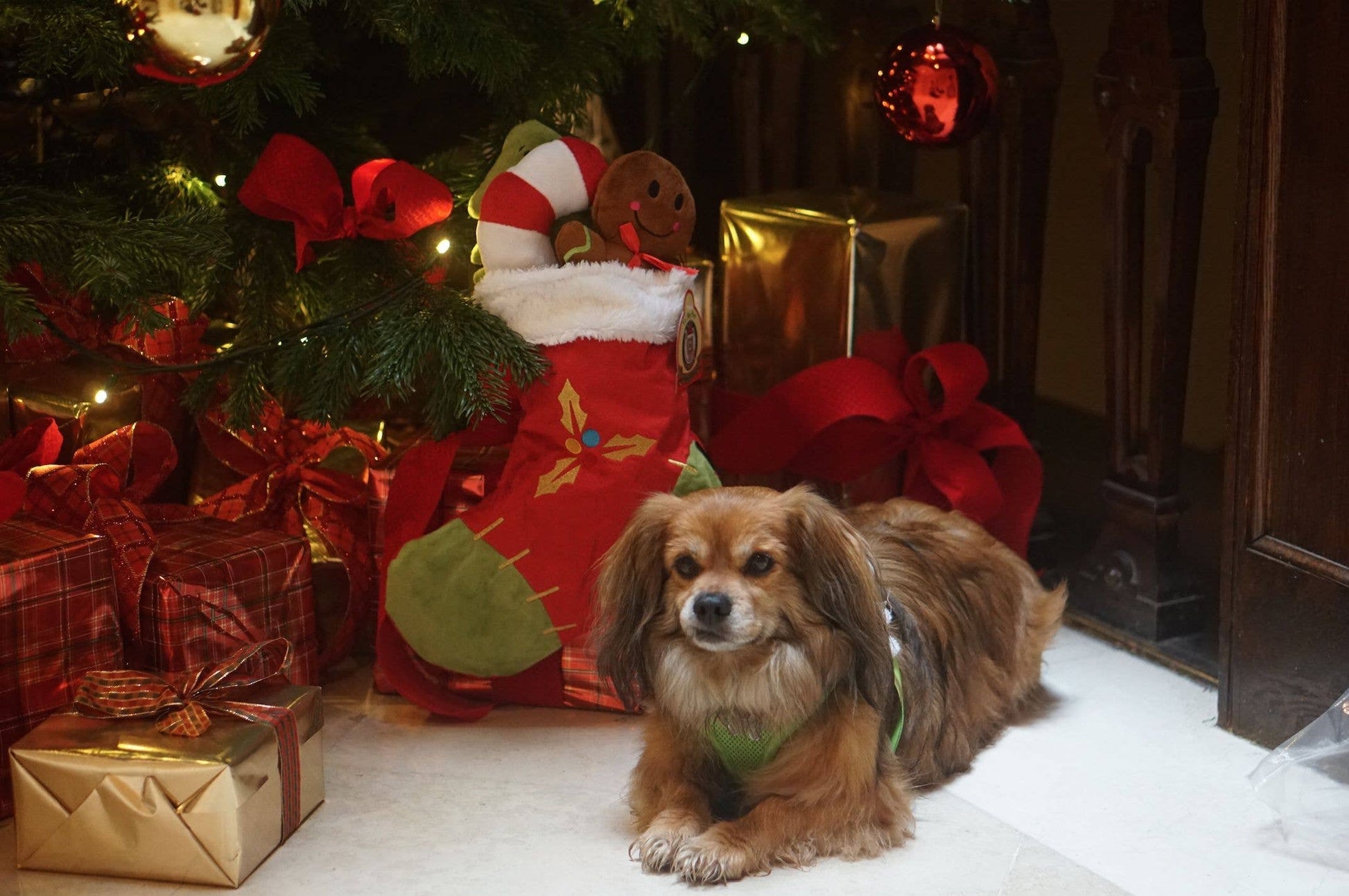 Dog lying beside PetLondon Christmas stocking filled with festive plush toys