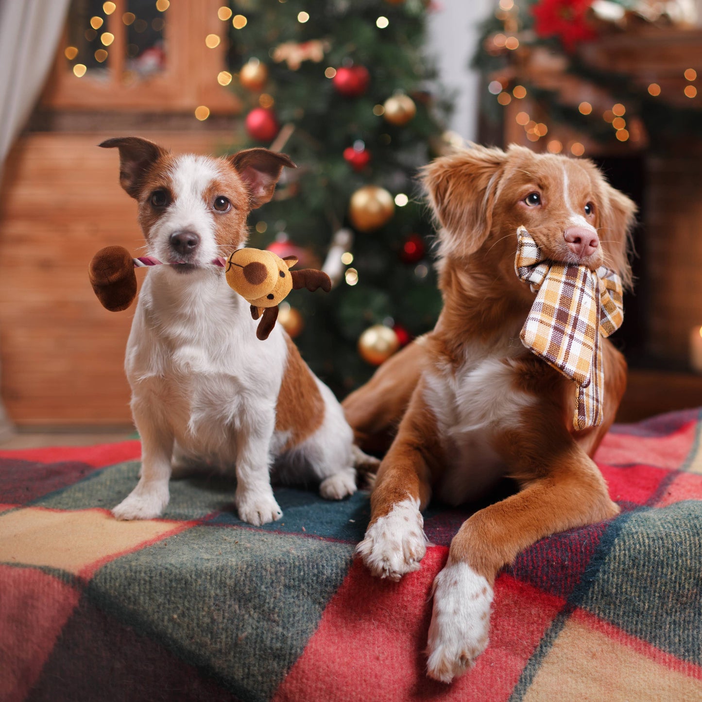 Two dogs playing with Christmas plush toys in front of a Christmas tree