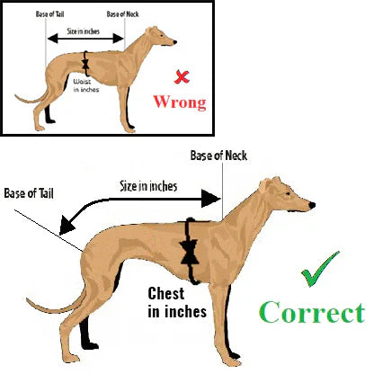 How to measure a sighthound for a coat showing correct back and chest measurements for Italian Greyhound, Whippet and Greyhound coats