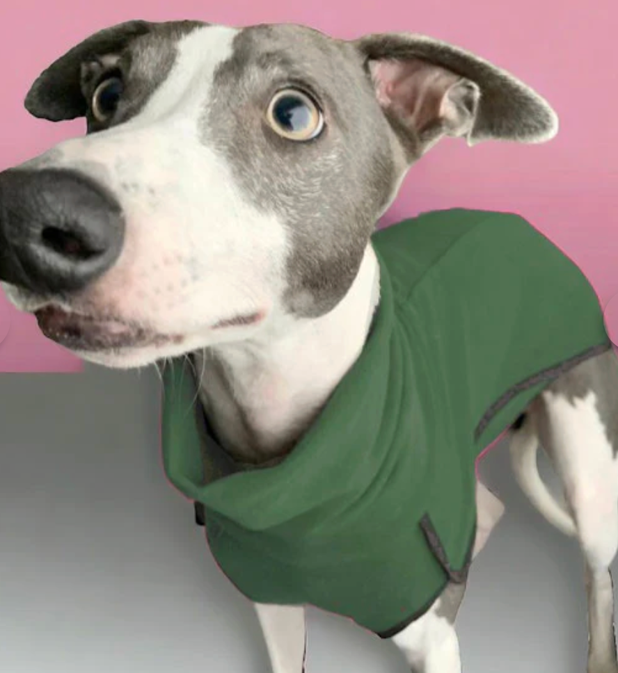 Whippet wearing green DryDogs sighthound fleece base-layer coat designed to fit under waterproof coats
