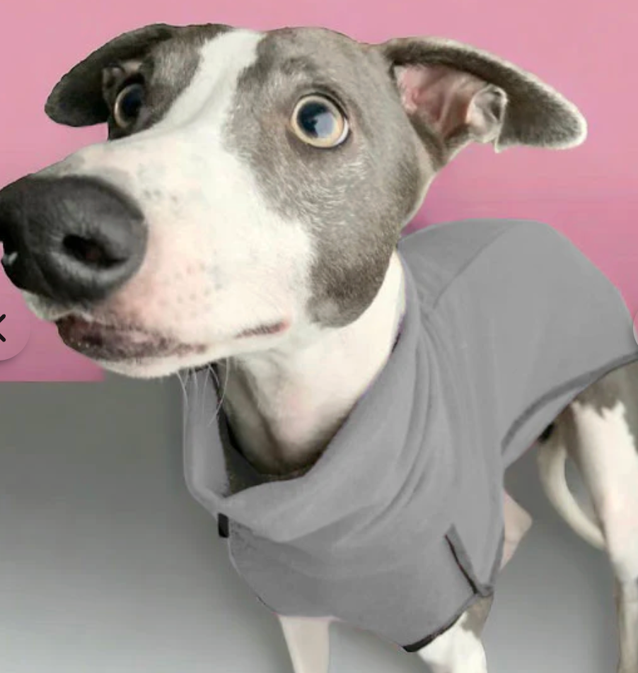 Italian Greyhound wearing grey DryDogs fleece base-layer coat with snood and underbelly