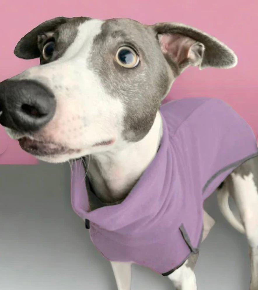 Greyhound wearing lilac DryDogs fleece base-layer coat with snood for warmth around the house