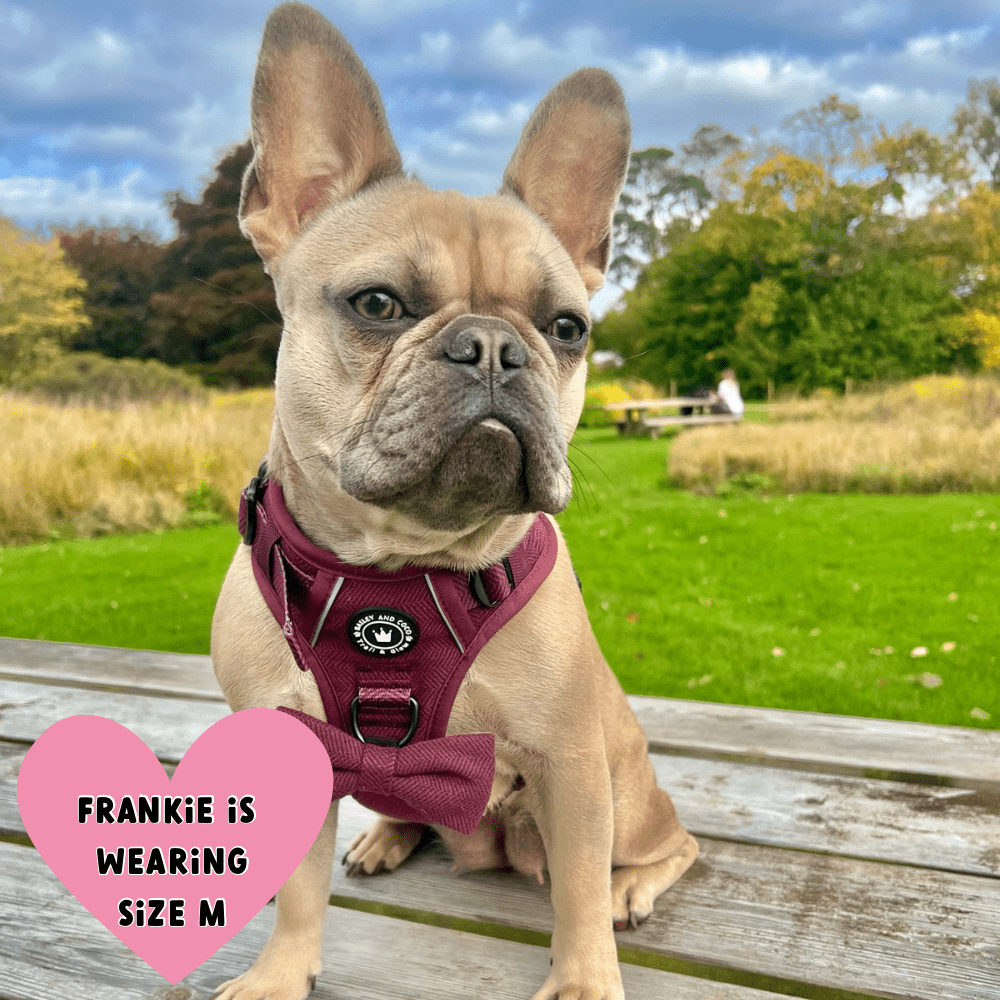 Trail & Glow® Dog Harness - Mulberry Tweed.