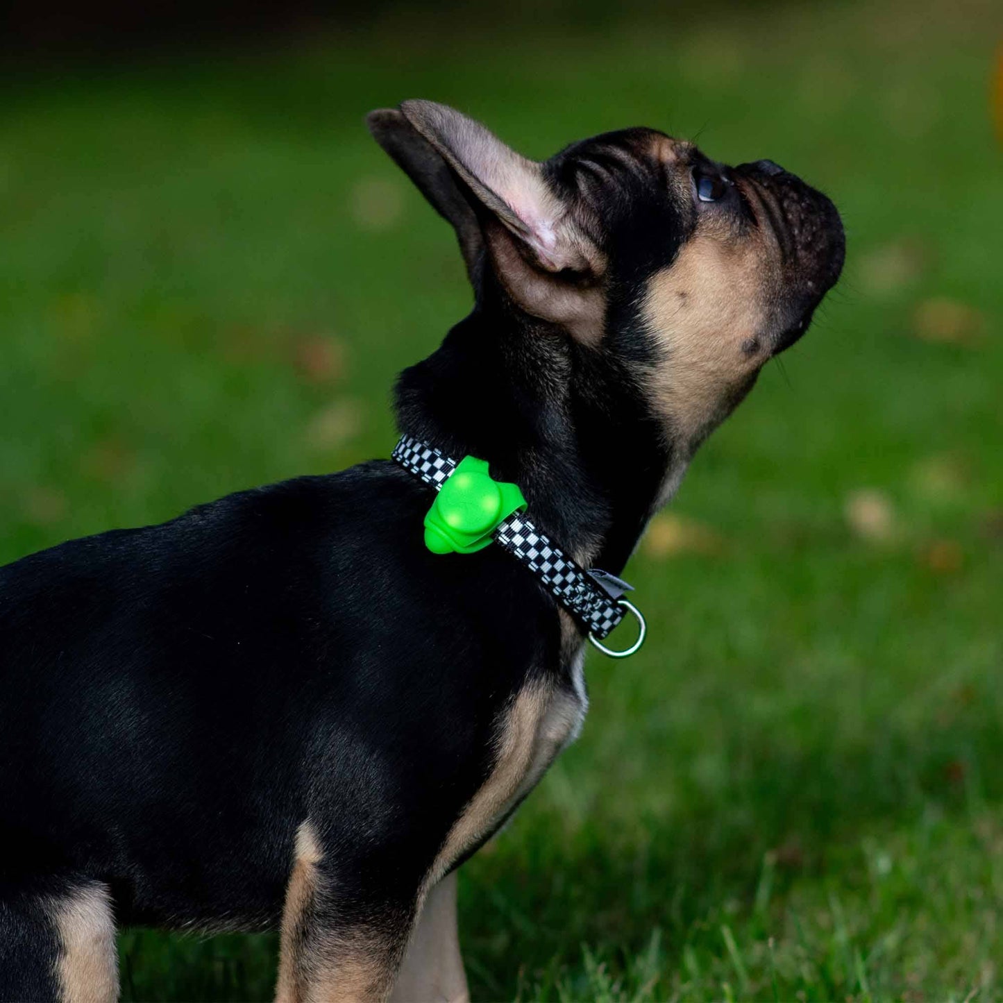 Ancol Night Safety Soft Blinker for Dog Collar