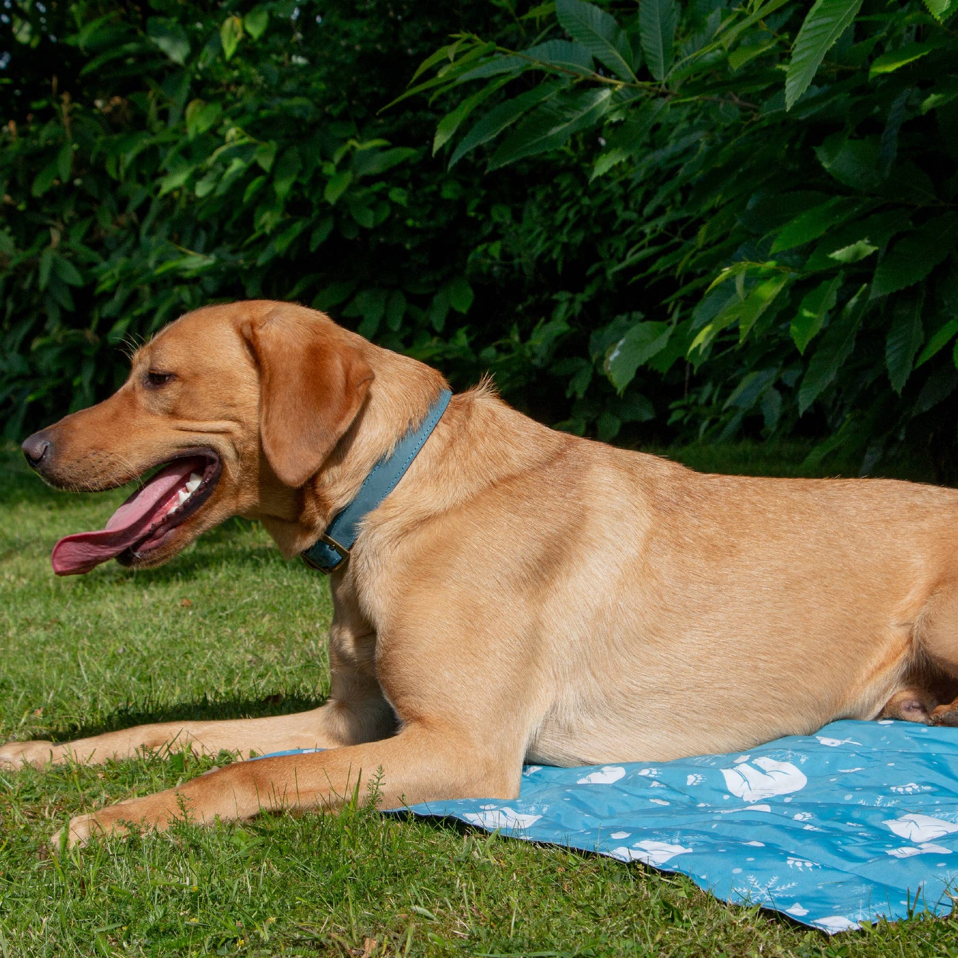 Panting Labrador lying on a blue Ice Paws Cooling Mat with a polar bear pattern, resting on grass in a shaded garden