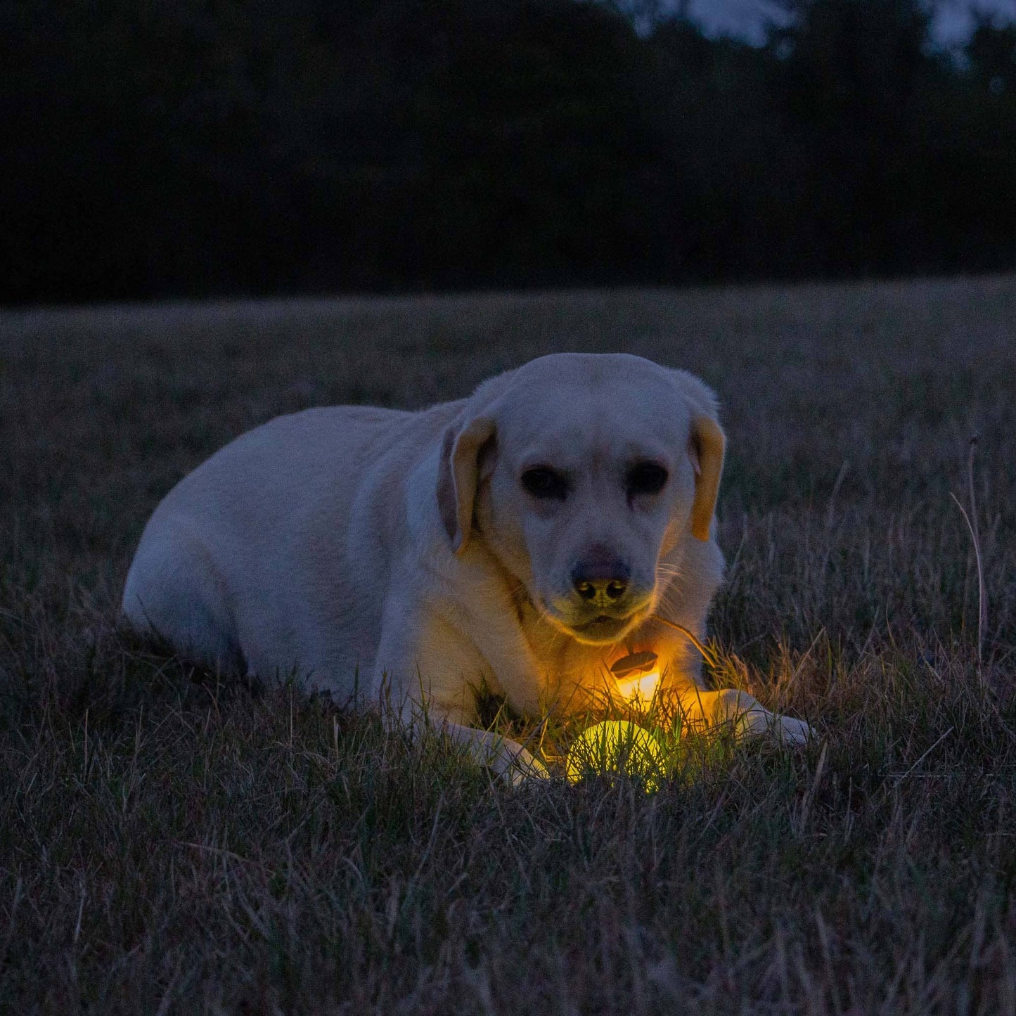 Ancol Rechargeable LED Dog Ball