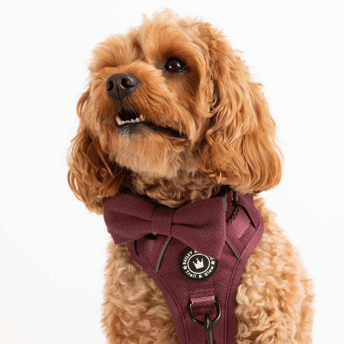 Trail & Glow® Dog Harness - Mulberry Tweed.