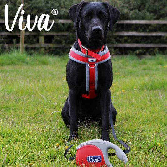 Dog on Viva Retracting Tape Lead sat during walk, durable 5m tape with braking system, available in multiple colours.
