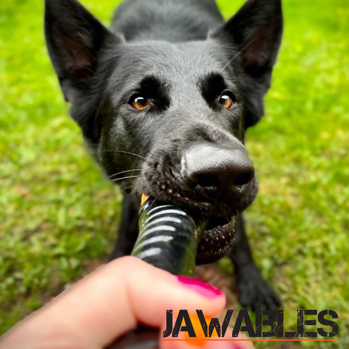 Dog holding a striped chew toy with 'Jawabees' branding in a grassy outdoor setting.