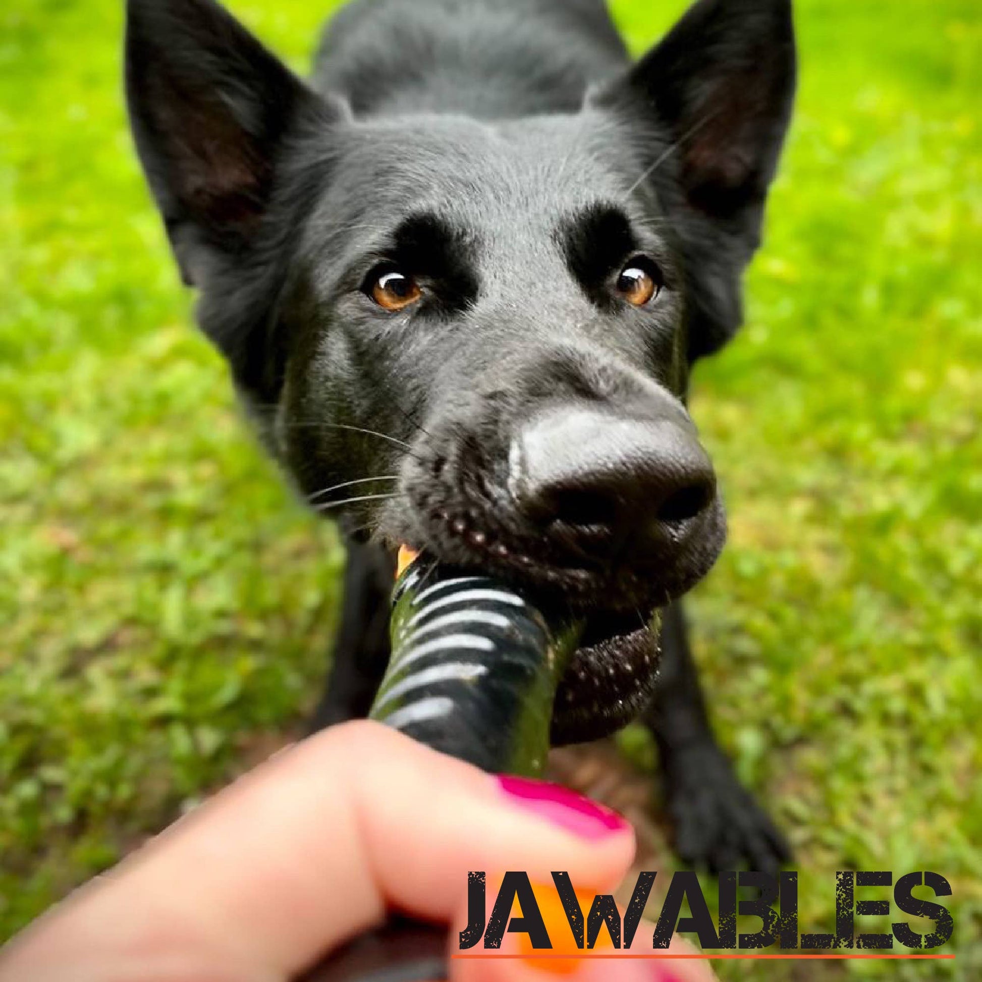 Dog holding a striped chew toy with 'Jawabees' branding in a grassy outdoor setting.