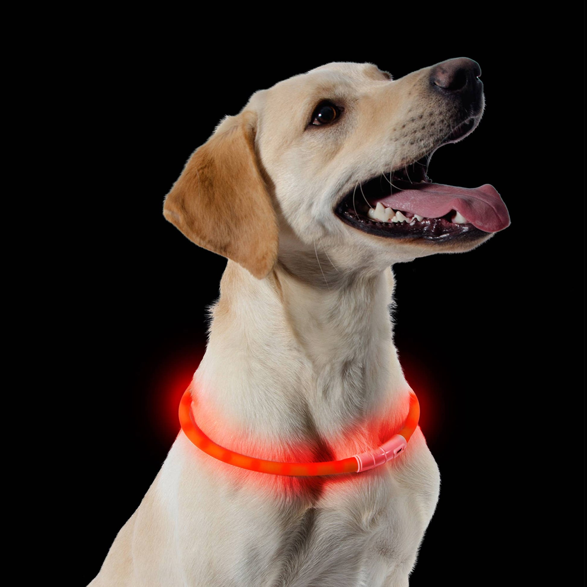 High visibility flashing dog safety light band – waterproof