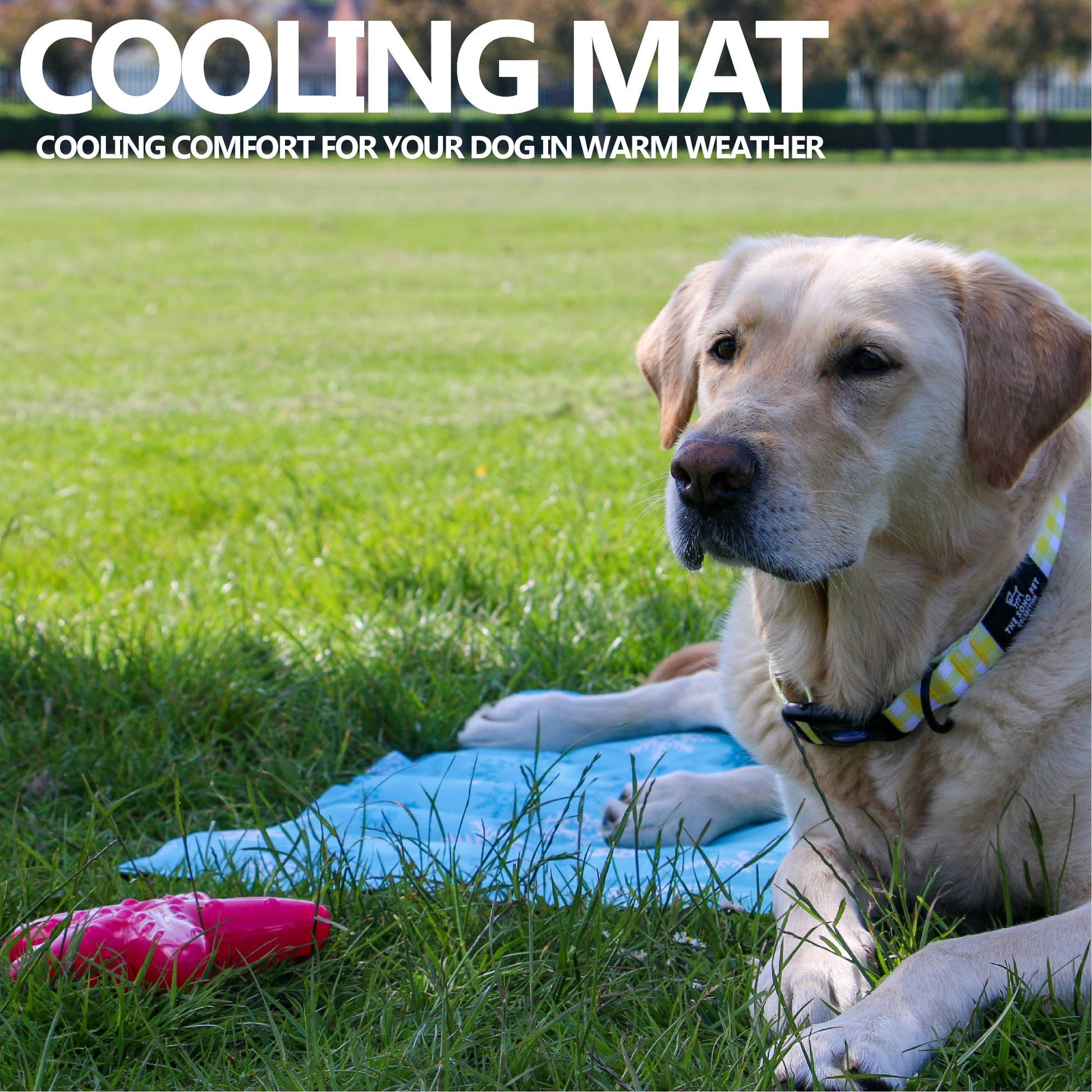 Labrador Retriever lying on a blue Ice Paws Cooling Mat in a grassy park, wearing a yellow check collar, with text reading “Cooling Mat – Cooling comfort for your dog in warm weather.