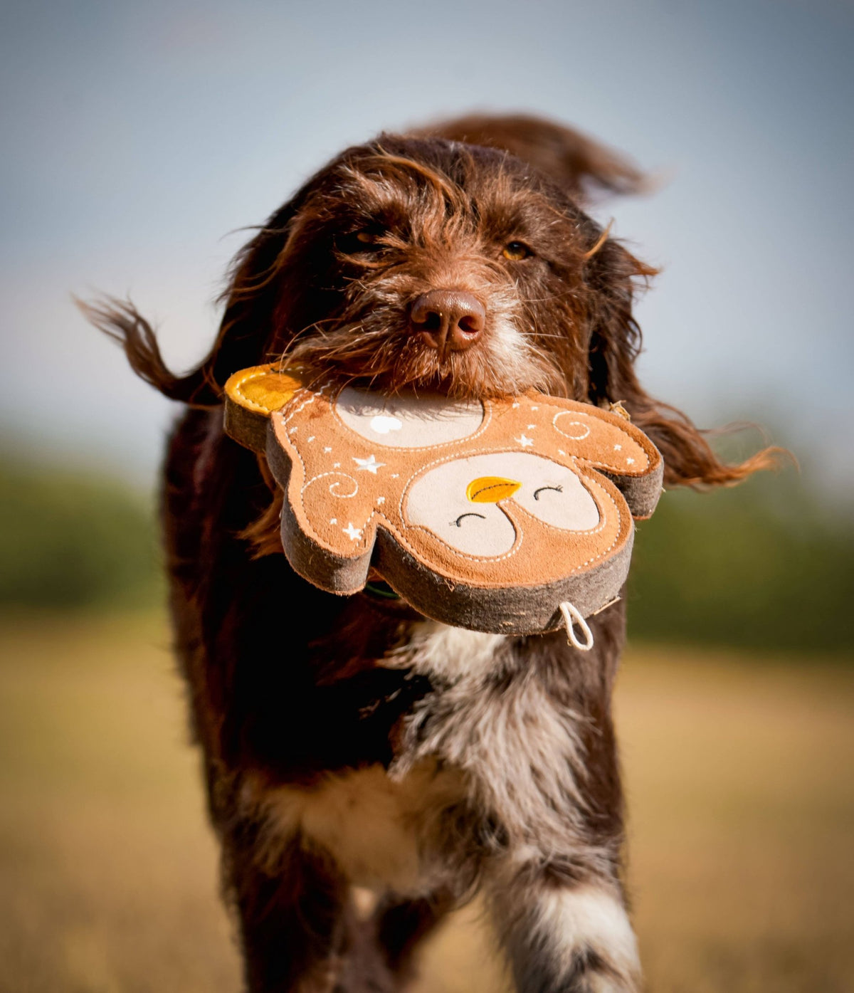 Poppy the Gingerbread Penguin – Christmas Tough Eco Dog Toy - Hairy Dogs (Cambs) Ltd