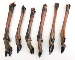 Individual Roe Deer Foot