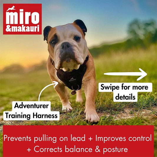 English Bulldog wearing Miro & Makauri Adventurer Training Harness while walking outdoors