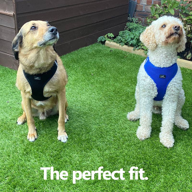 Two dogs wearing Miro & Makauri Step-In Mesh Harnesses in black and royal blue sitting on grass – comfortable and perfect fit.