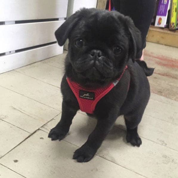 Black Pug puppy wearing Miro & Makauri Step-In Mesh Harness in red – lightweight and breathable fit.