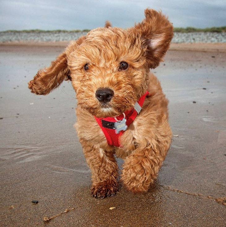 Small curly puppy running on the beach wearing Miro & Makauri Step-In Mesh Harness in red – secure and comfortable for walks.