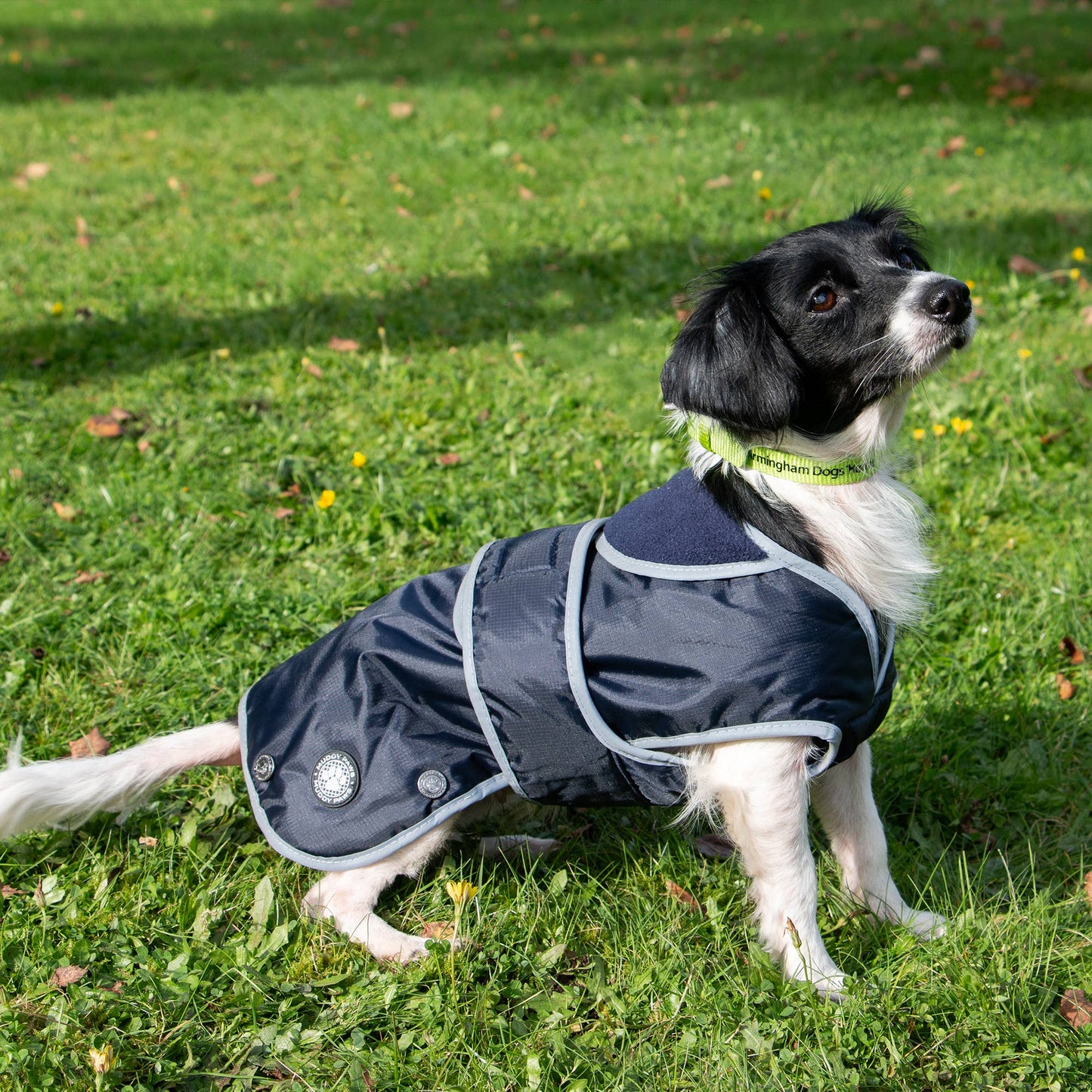 Small dog wearing Stormguard all weather dog coat in navy blue during a walk on grass