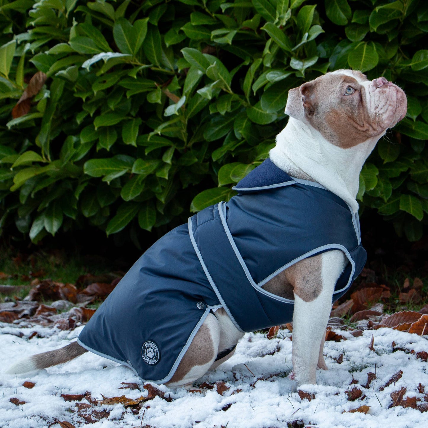 Fleece lined Stormguard dog coat keeping dog warm in snowy cold weather conditions
