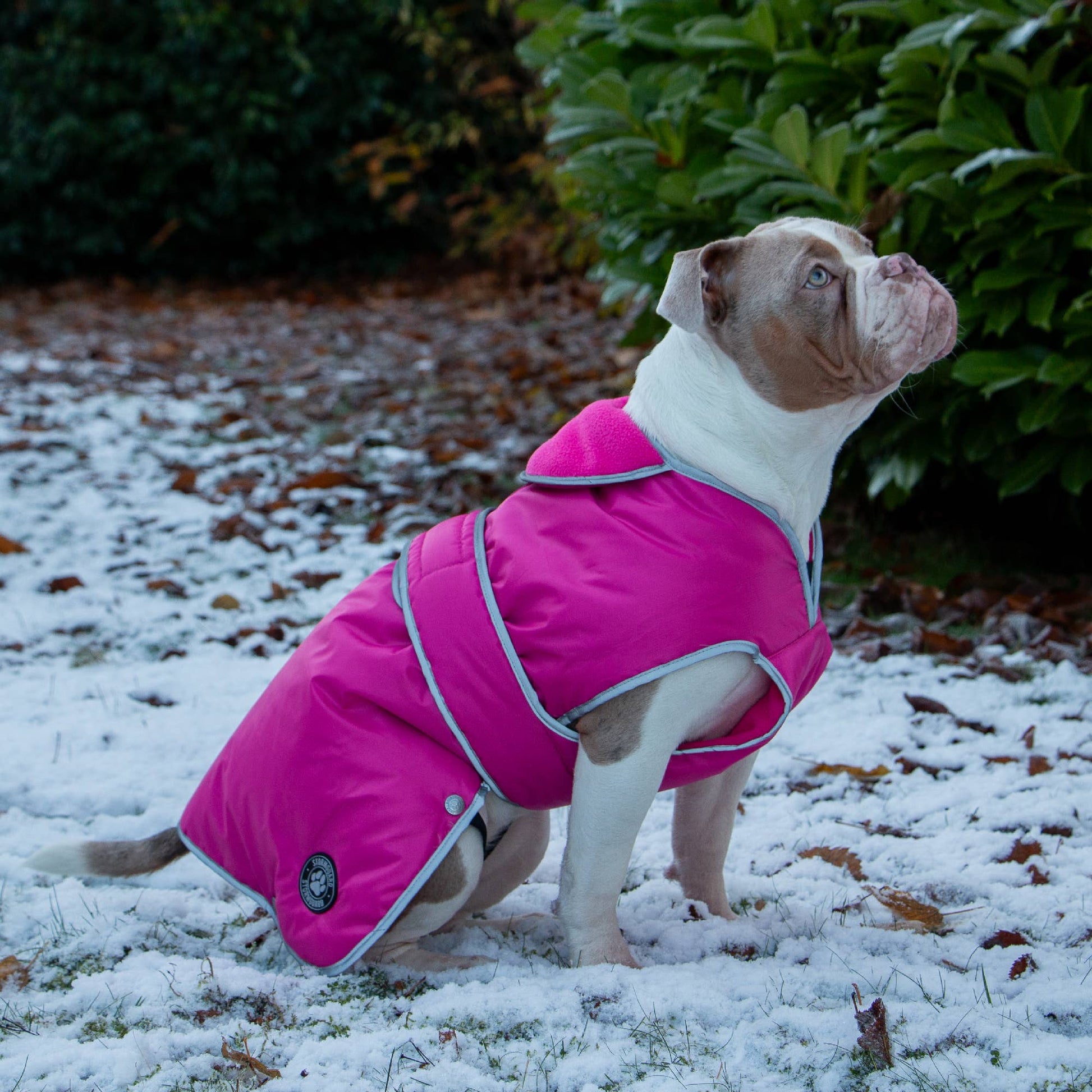 Dog wearing Stormguard pink all-weather coat in snowy winter conditions