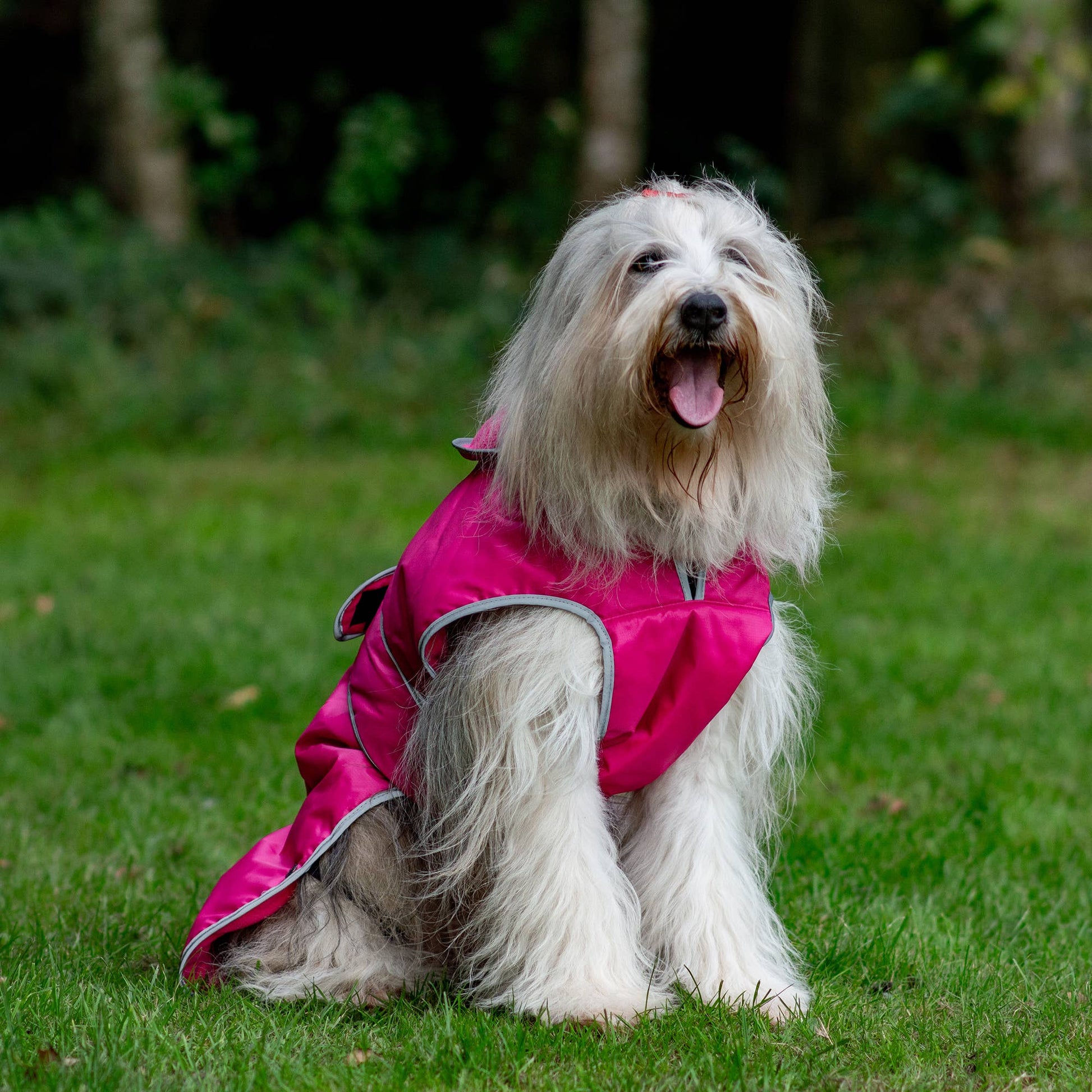 Dog wearing Stormguard pink waterproof fleece lined coat outdoors