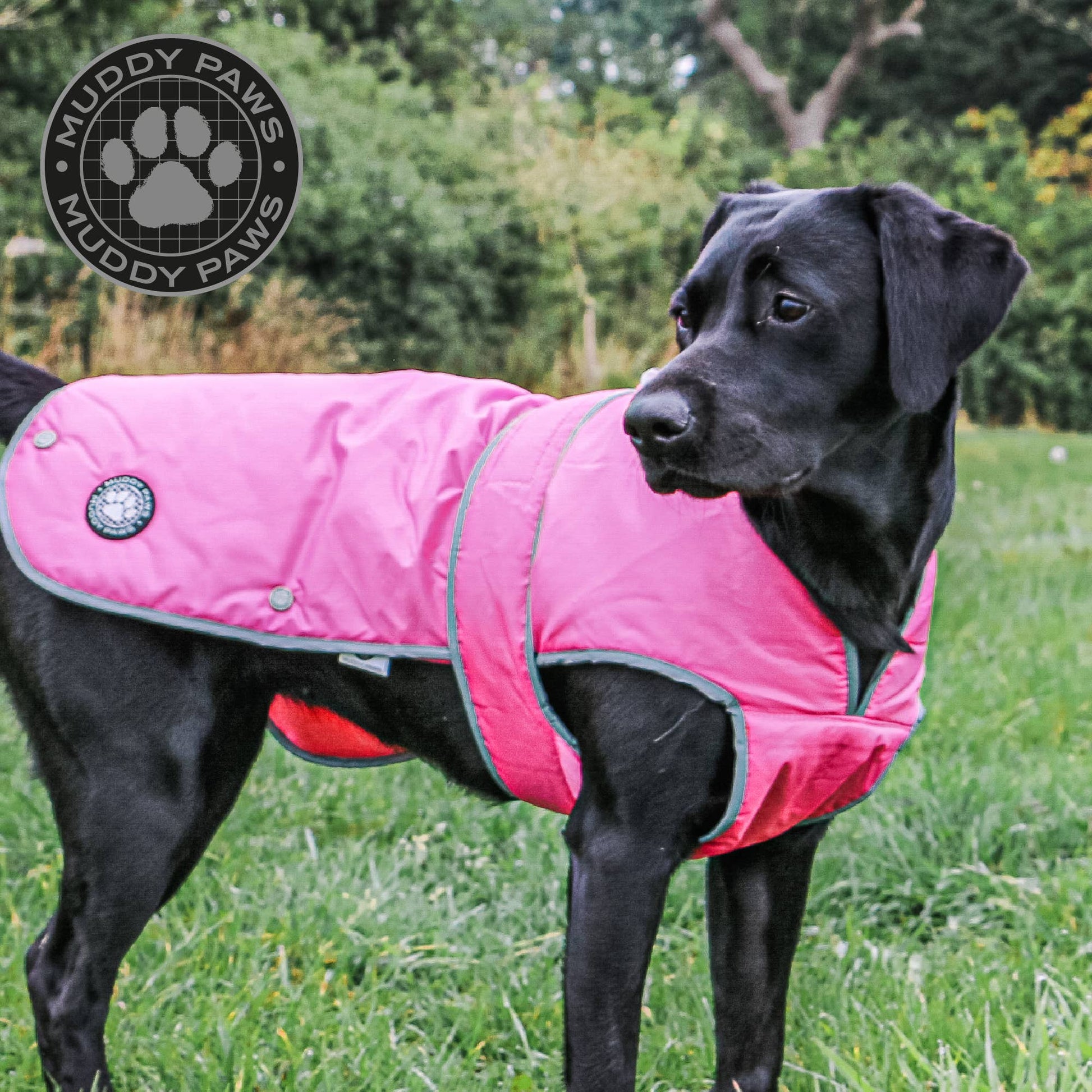 Side view of dog wearing Stormguard pink waterproof dog coat with chest coverage